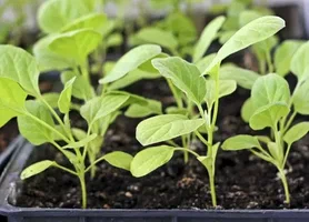 تصویر 3 از نشا گوجه فرنگی گوشتی مناسب بازار پسند